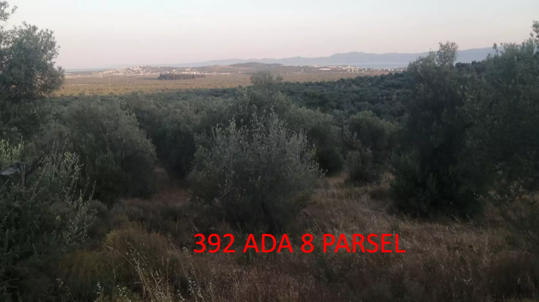 3687 BALIKESİR GÖMEÇ KEMALPAŞA MAH. SATILIK ZEYTİNLİK